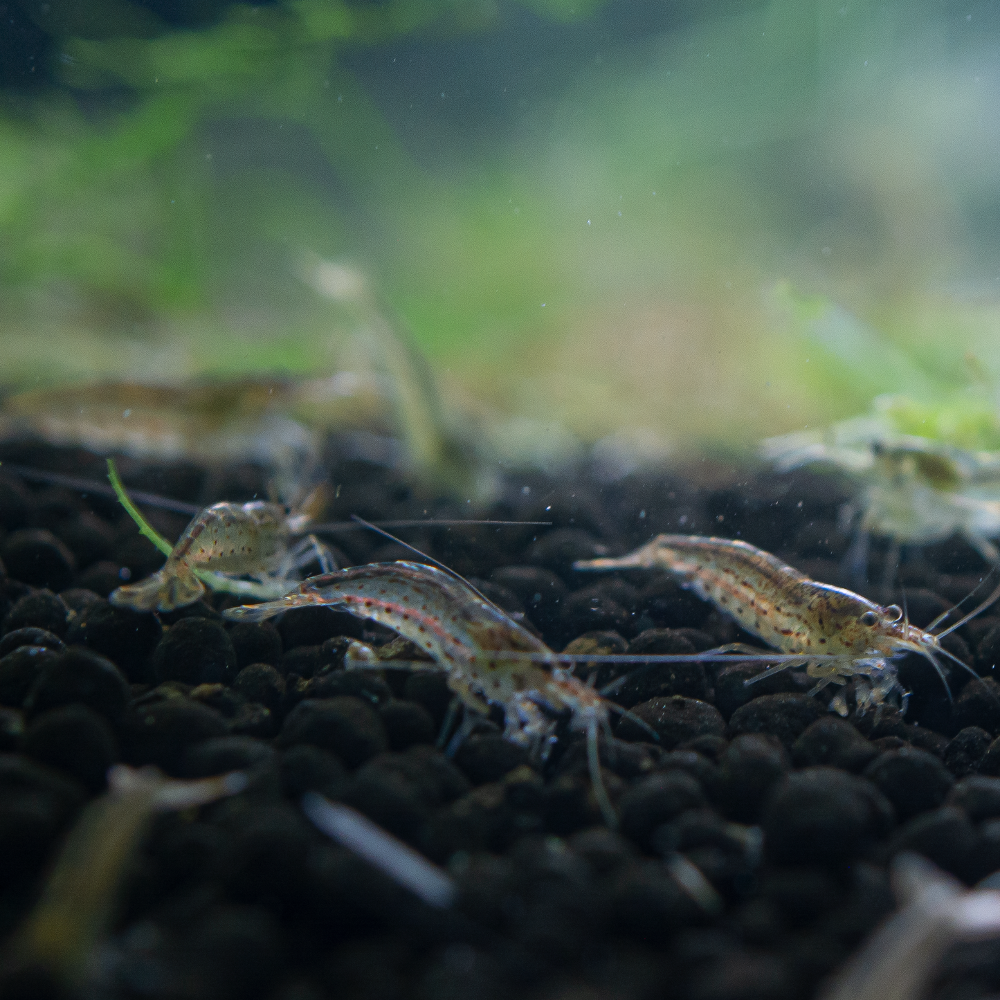 Amano Caridina Shrimp