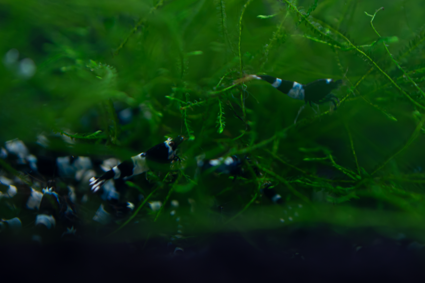 Blue Shadow Panda Caridina Shrimp