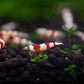 Crystal Red (CRS) Caridina Shrimp