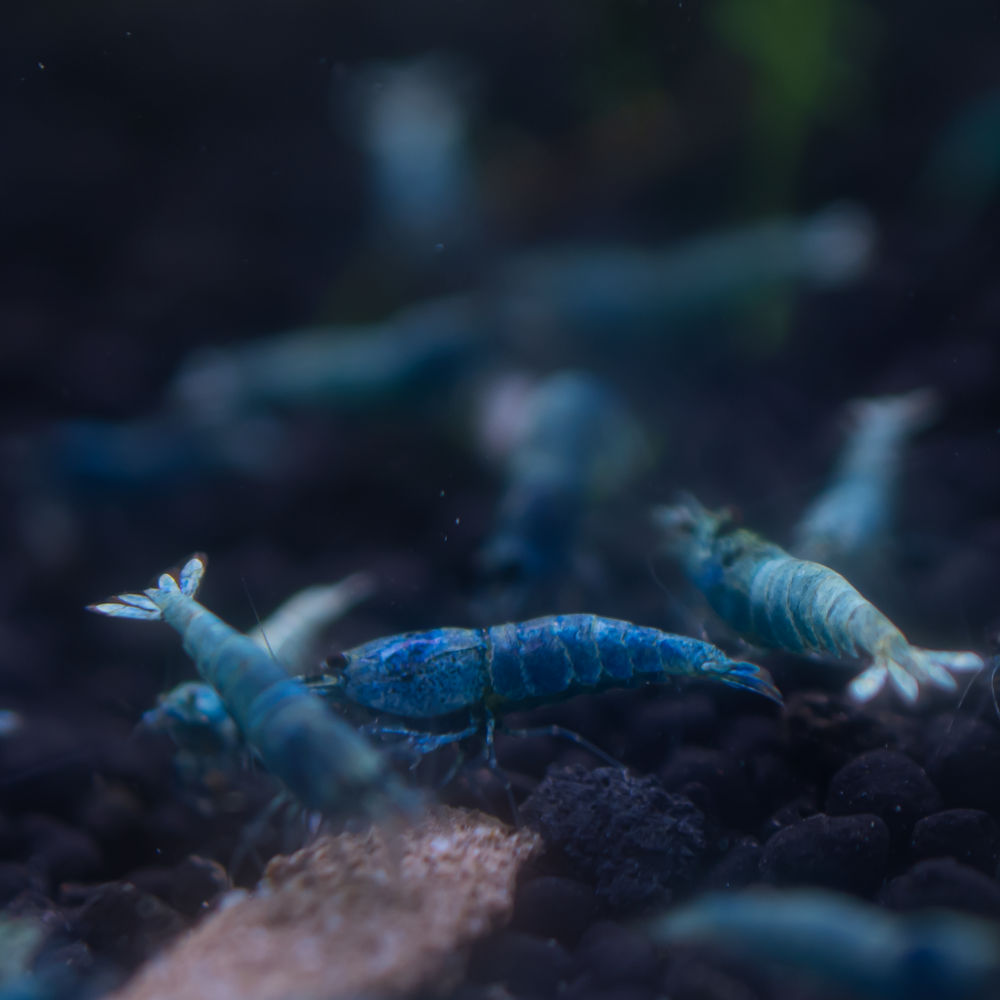 Blue Bolt S Grade Caridina Shrimp