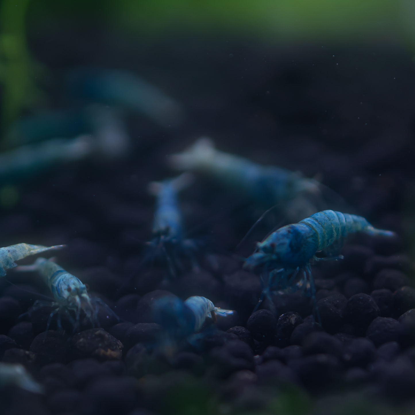 Blue Bolt S Grade Caridina Shrimp