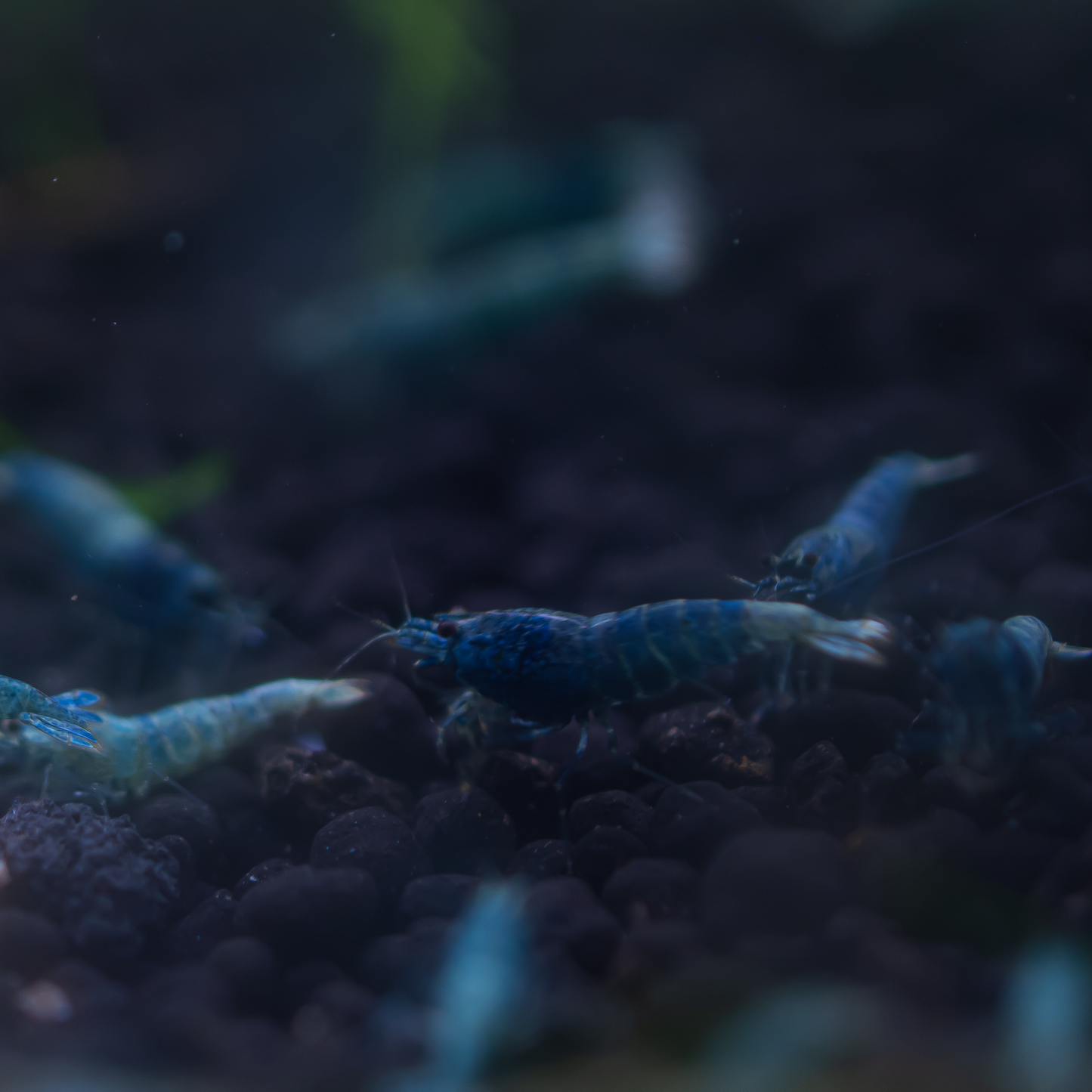 Blue Bolt S Grade Caridina Shrimp