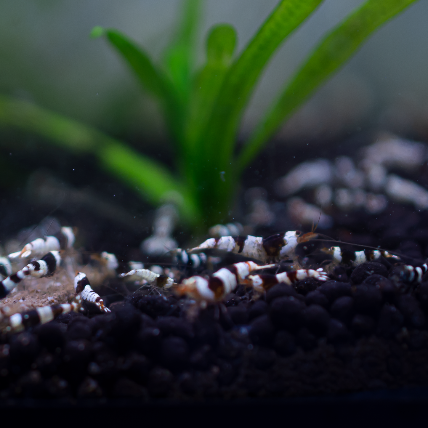 Crystal Black (CBS) Caridina Shrimp