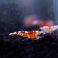 Red Fancy Tiger Caridina Shrimp