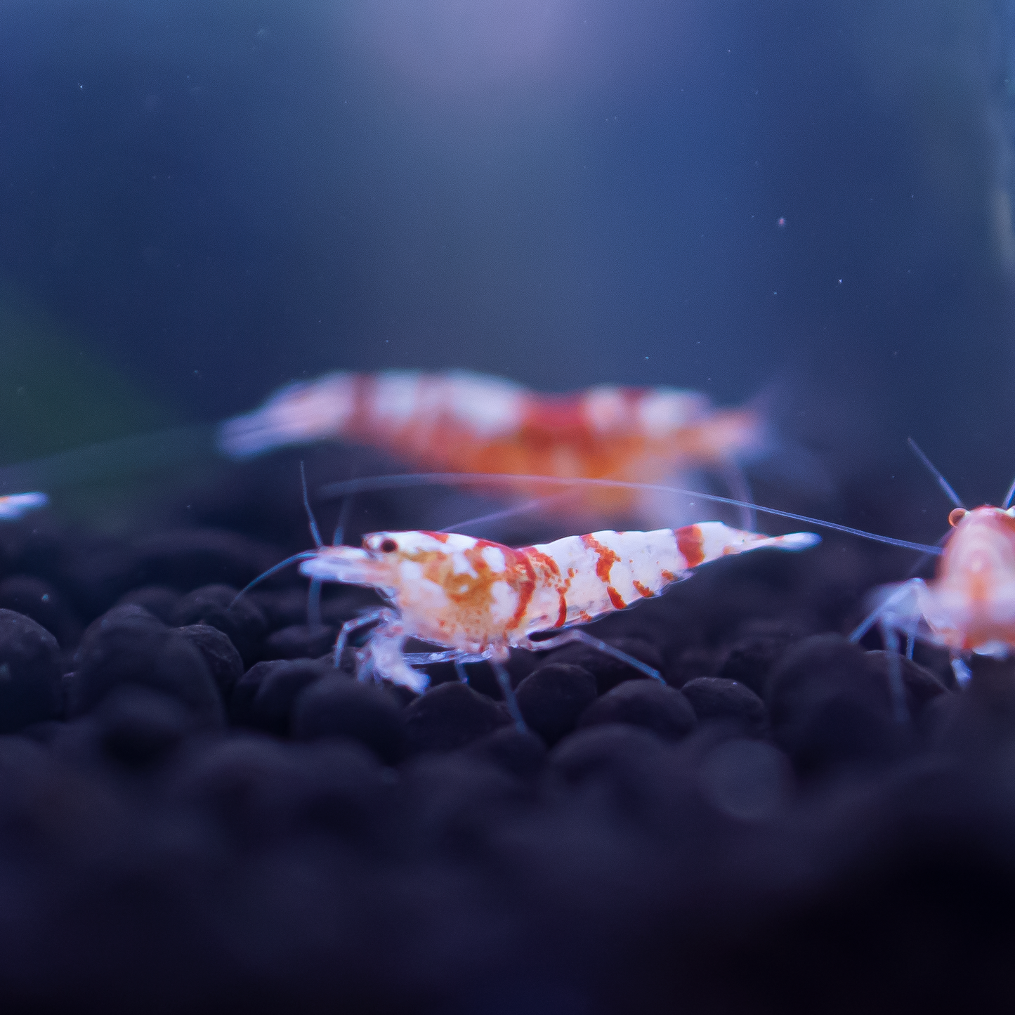 Red Fancy Tiger Caridina Shrimp