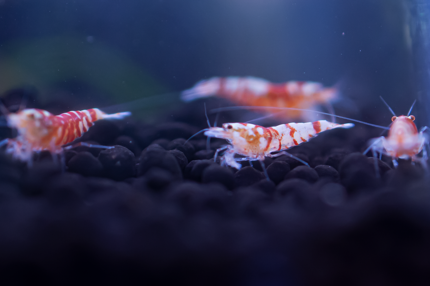 Red Fancy Tiger Caridina Shrimp