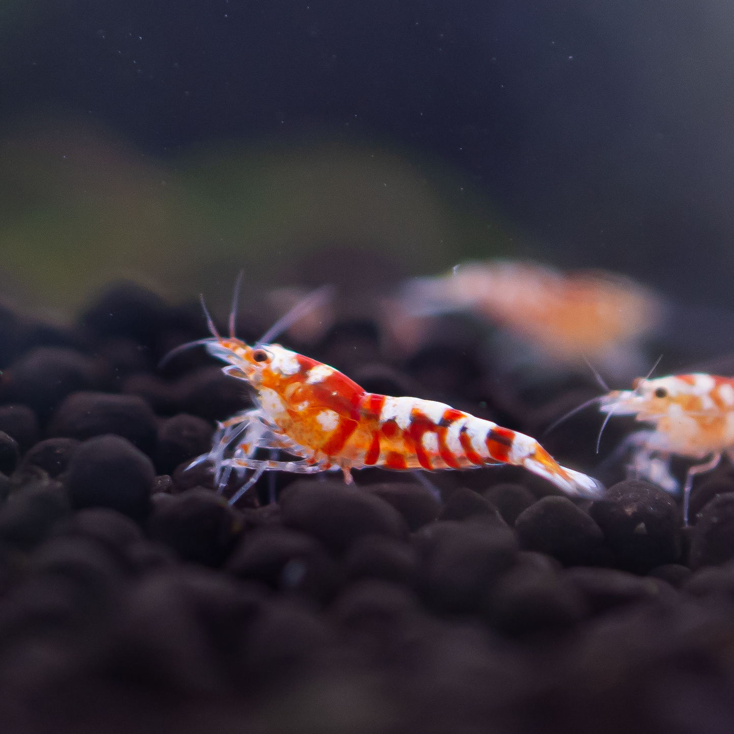 Red Fancy Tiger Caridina Shrimp