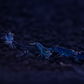 Orange Eye Blue Tiger (OEBT) S Grade Caridina Shrimp