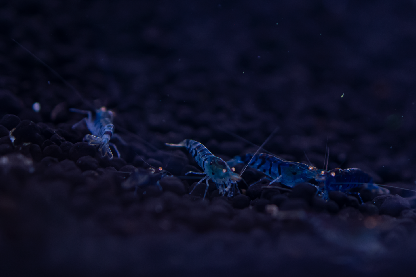 Orange Eye Blue Tiger (OEBT) S Grade Caridina Shrimp