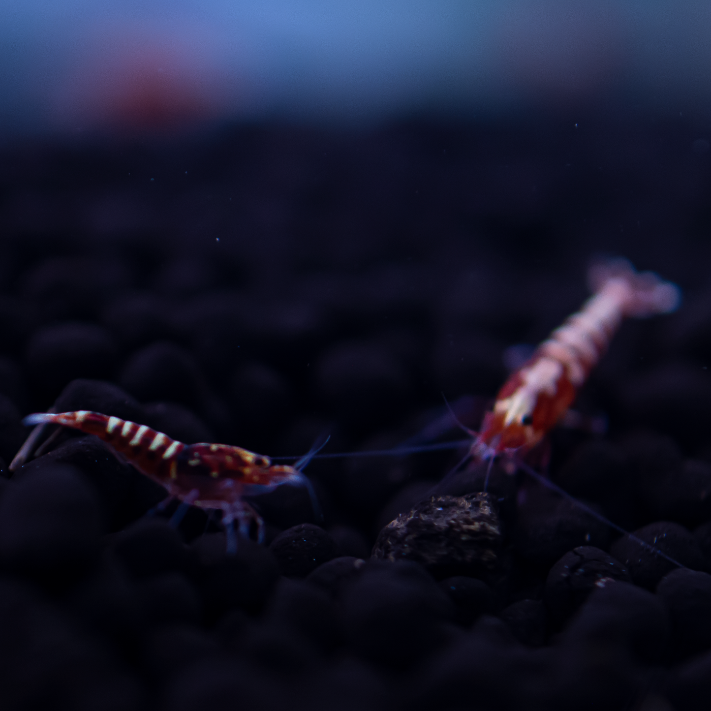 Red Galaxy Pinto Caridina Shrimp