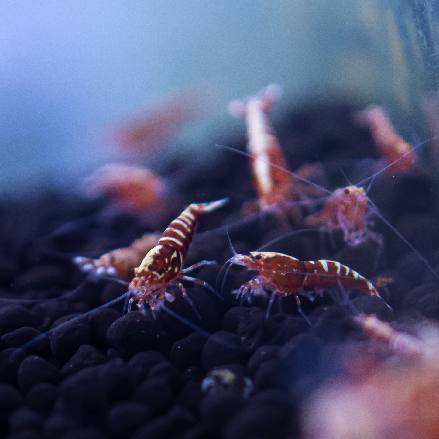 Red Galaxy Pinto Caridina Shrimp