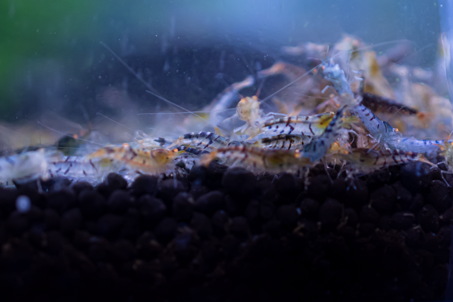 Orange Eye Blue Tiger (OEBT) A Grade Caridina Shrimp