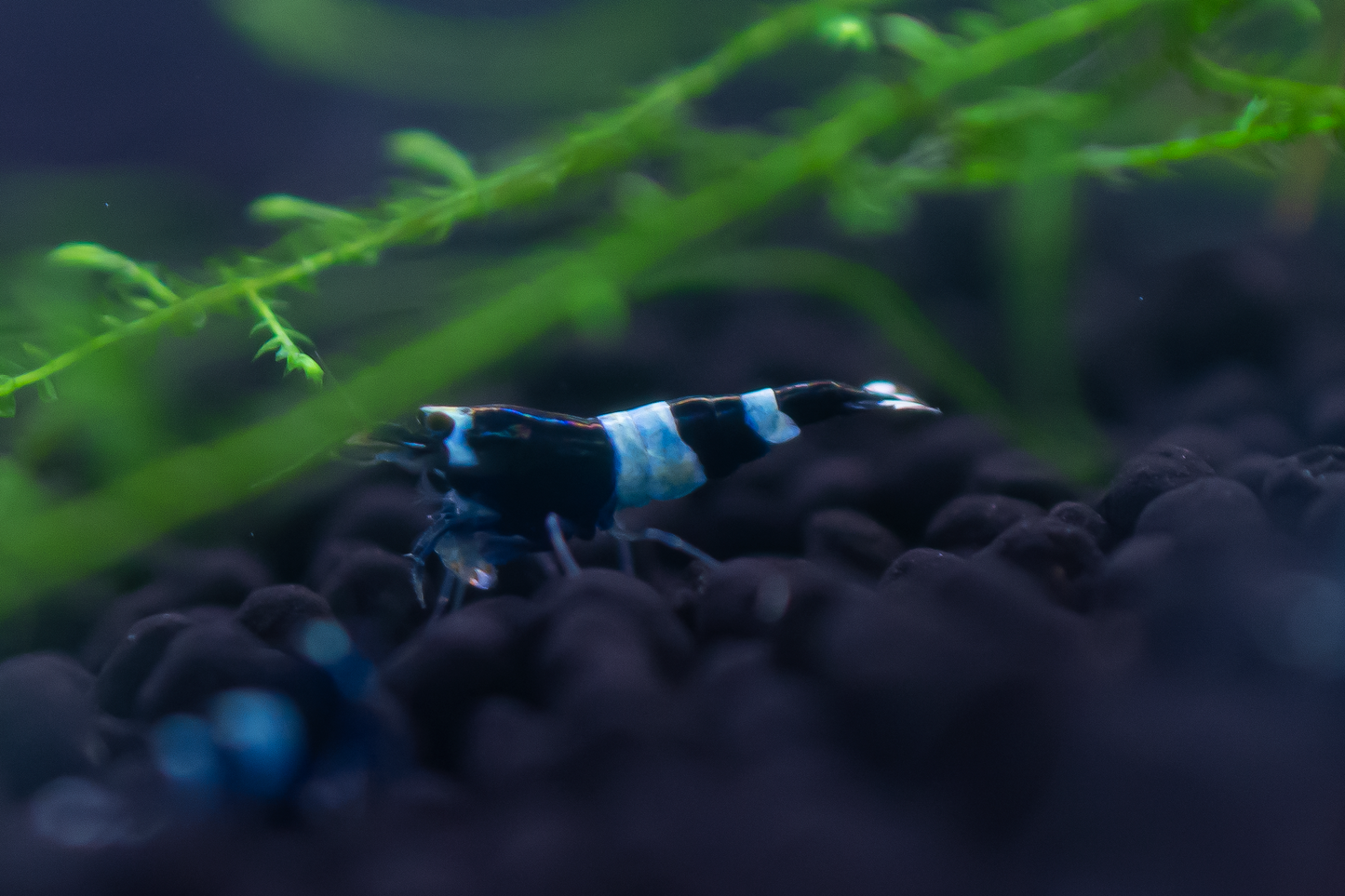 Blue Shadow Panda Caridina Shrimp