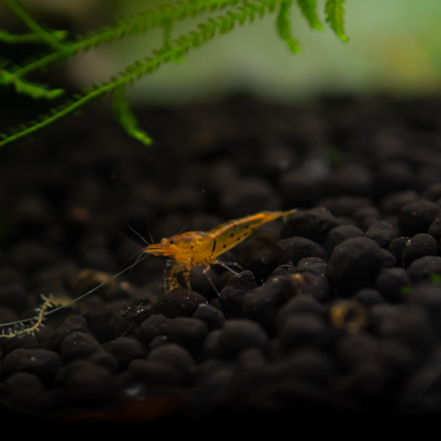 Tangerine Tiger Caridina Shrimp