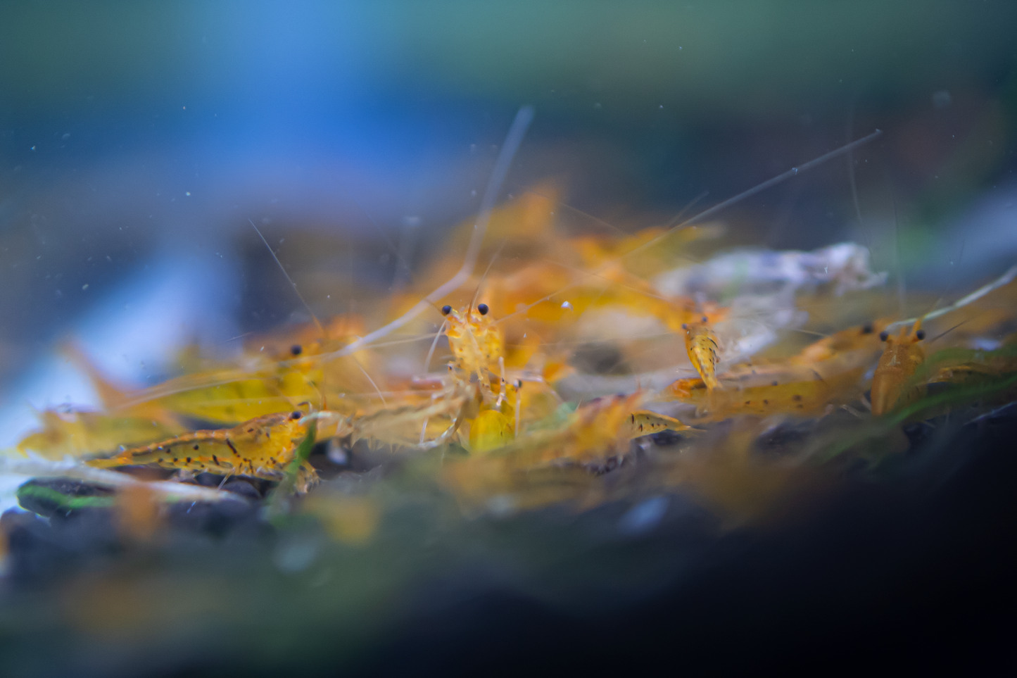 Tangerine Tiger Caridina Shrimp