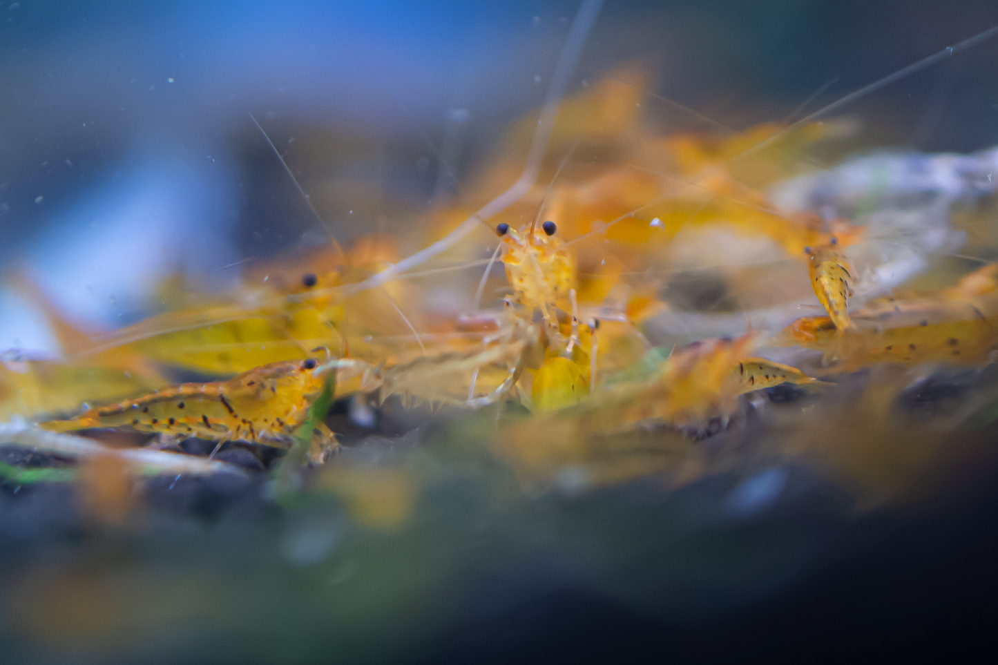 Tangerine Tiger Caridina Shrimp