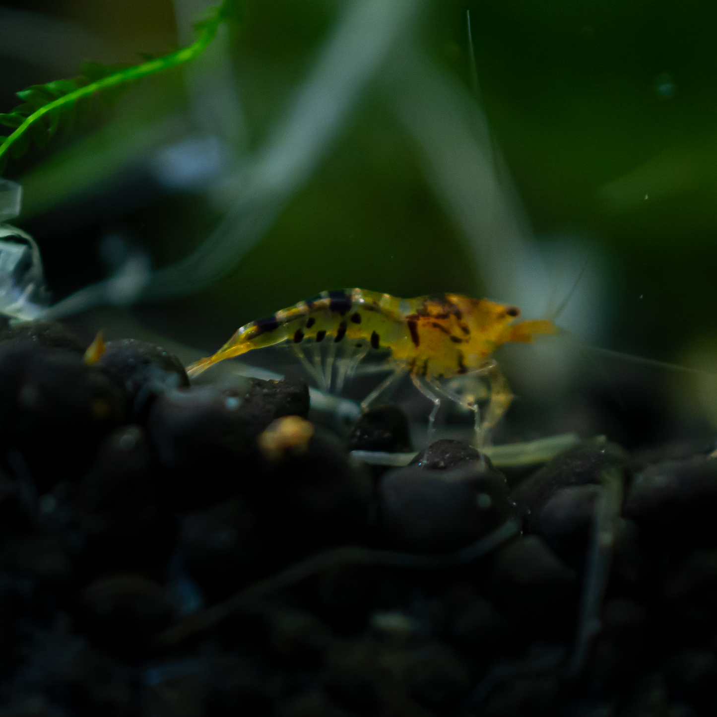 Tangerine Tiger Caridina Shrimp