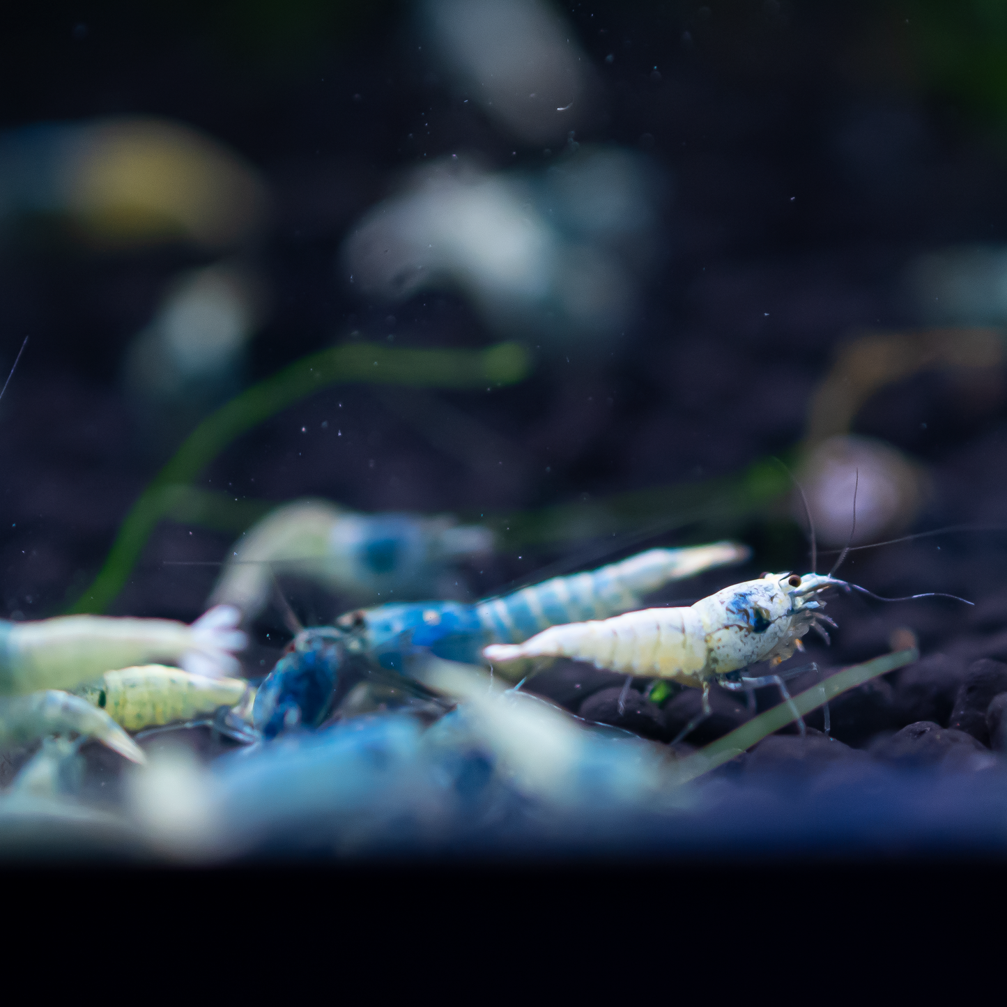 Blue Bolt A Grade Caridina Shrimp