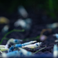 Blue Bolt A Grade Caridina Shrimp