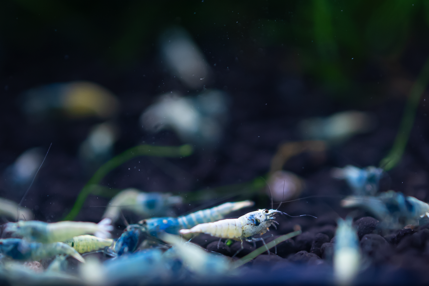 Blue Bolt A Grade Caridina Shrimp