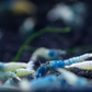 Blue Bolt A Grade Caridina Shrimp