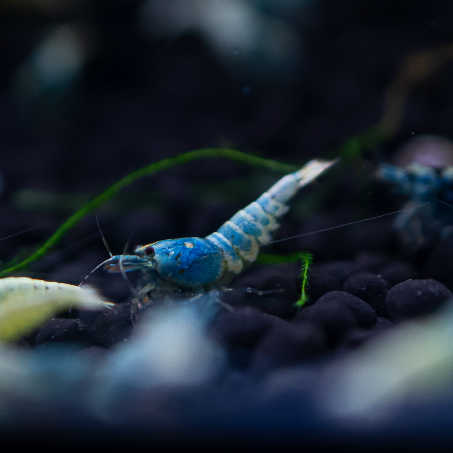 Blue Bolt A Grade Caridina Shrimp