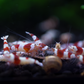 Crystal Red (CRS) Caridina Shrimp