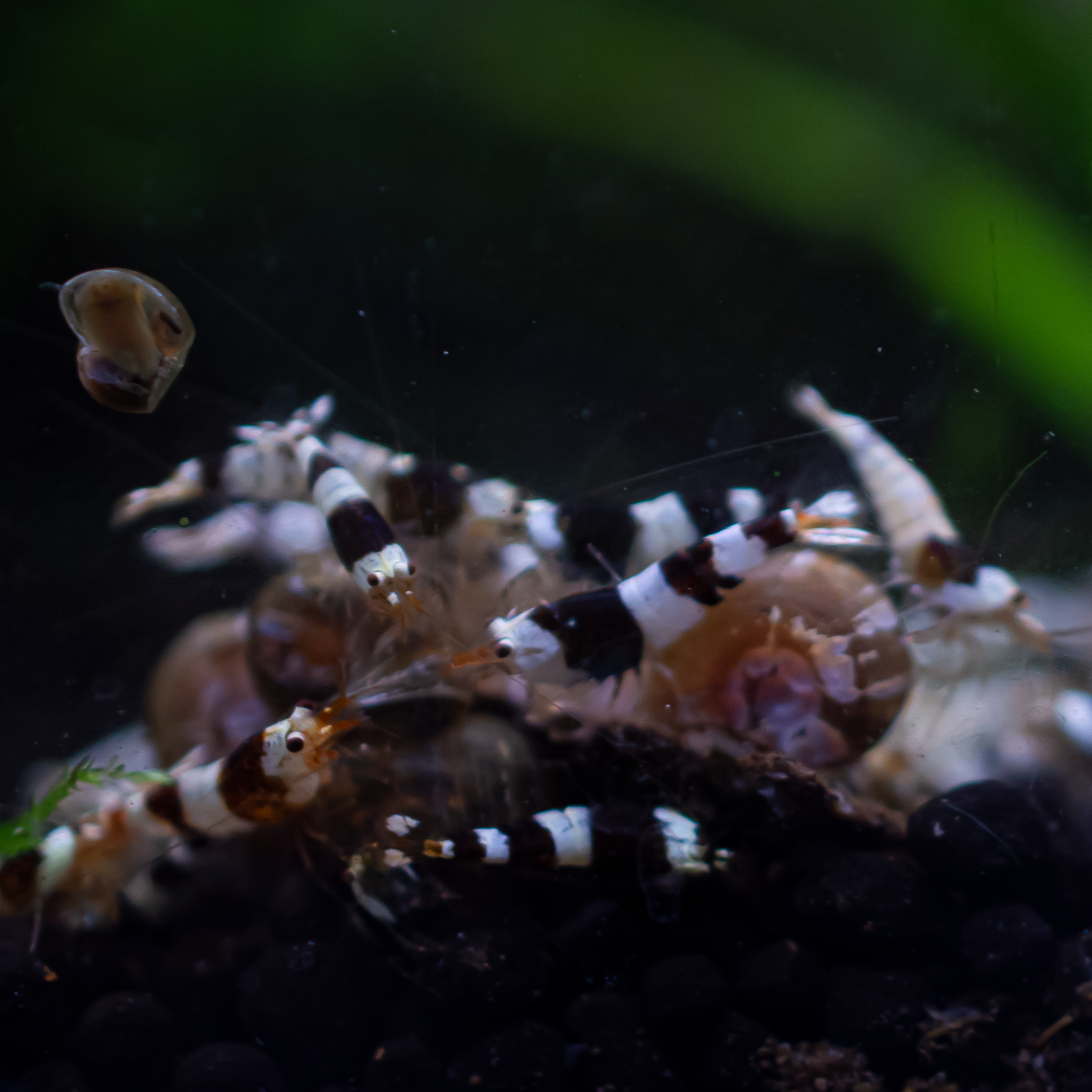 Crystal Black (CBS) Caridina Shrimp