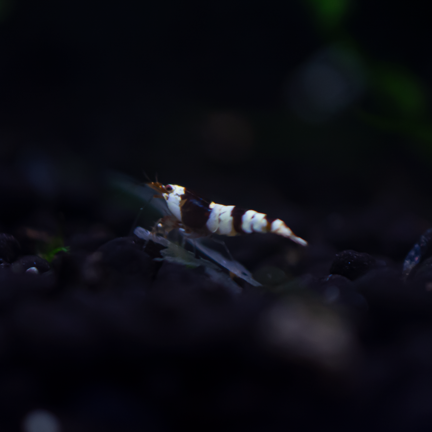 Crystal Black (CBS) Caridina Shrimp