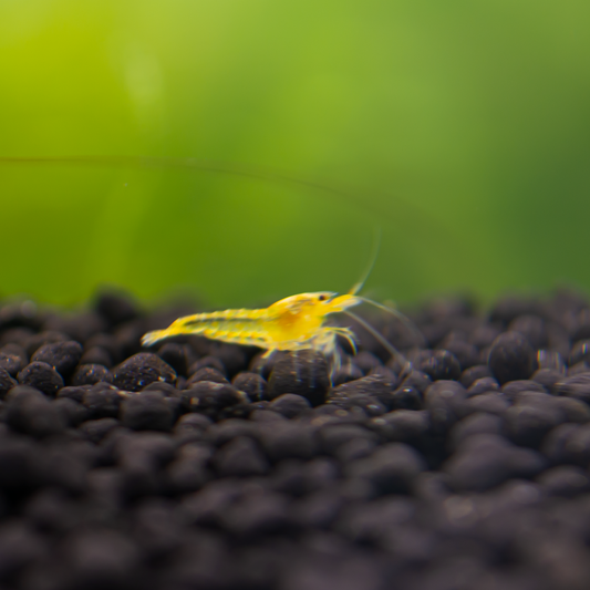 Yellow King Kong Caridina Shrimp