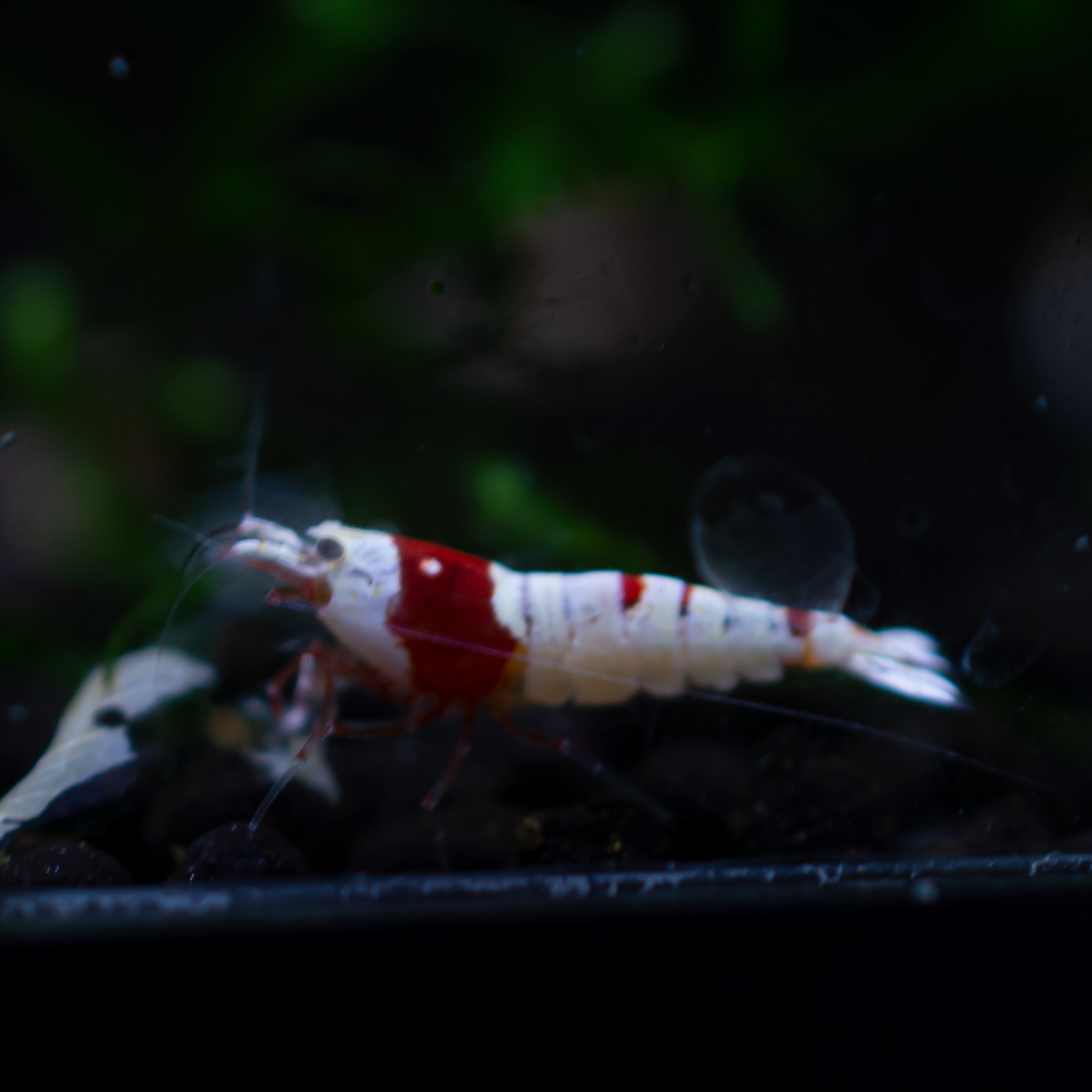 Crystal Red (CRS) Caridina Shrimp