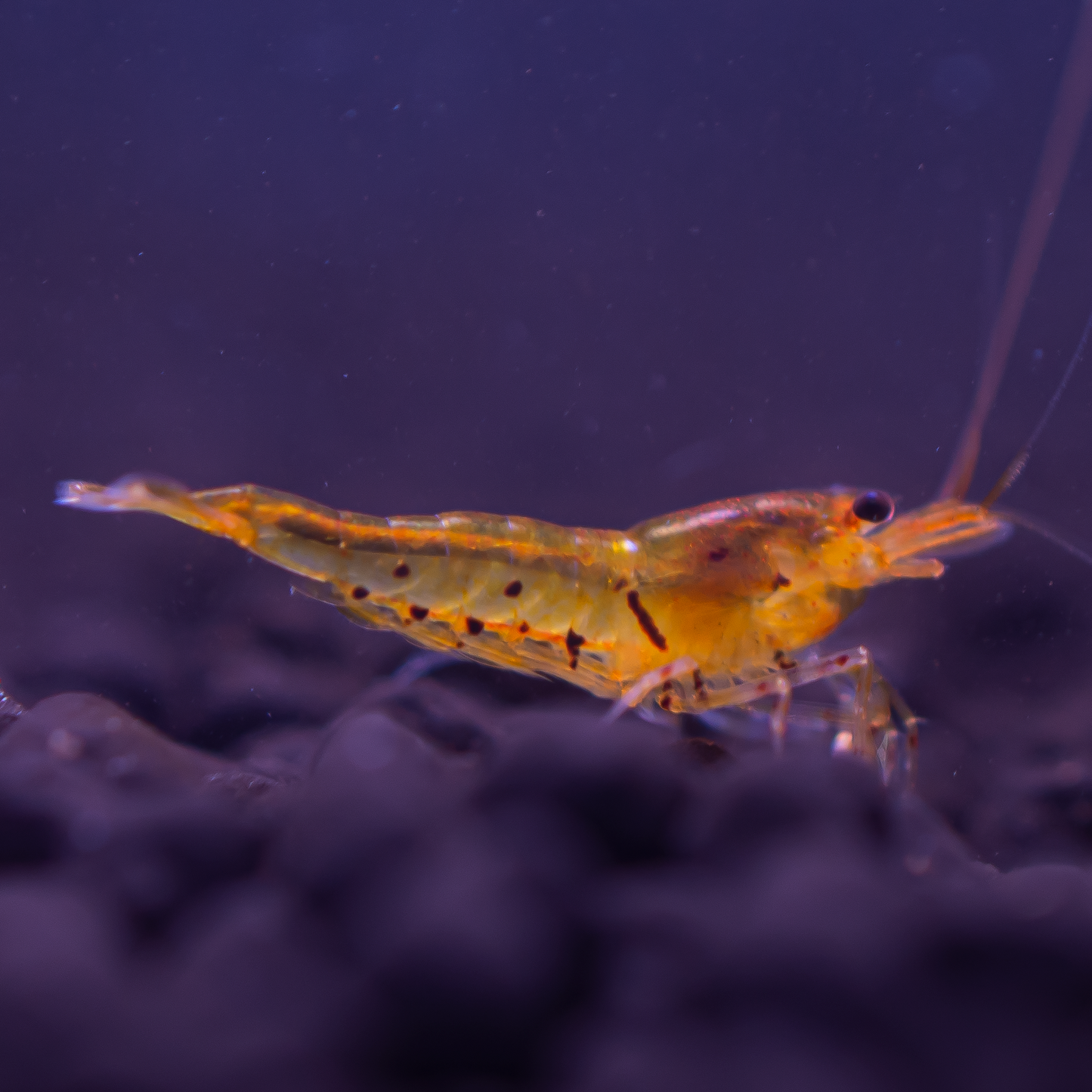 Tangerine Tiger Caridina Shrimp