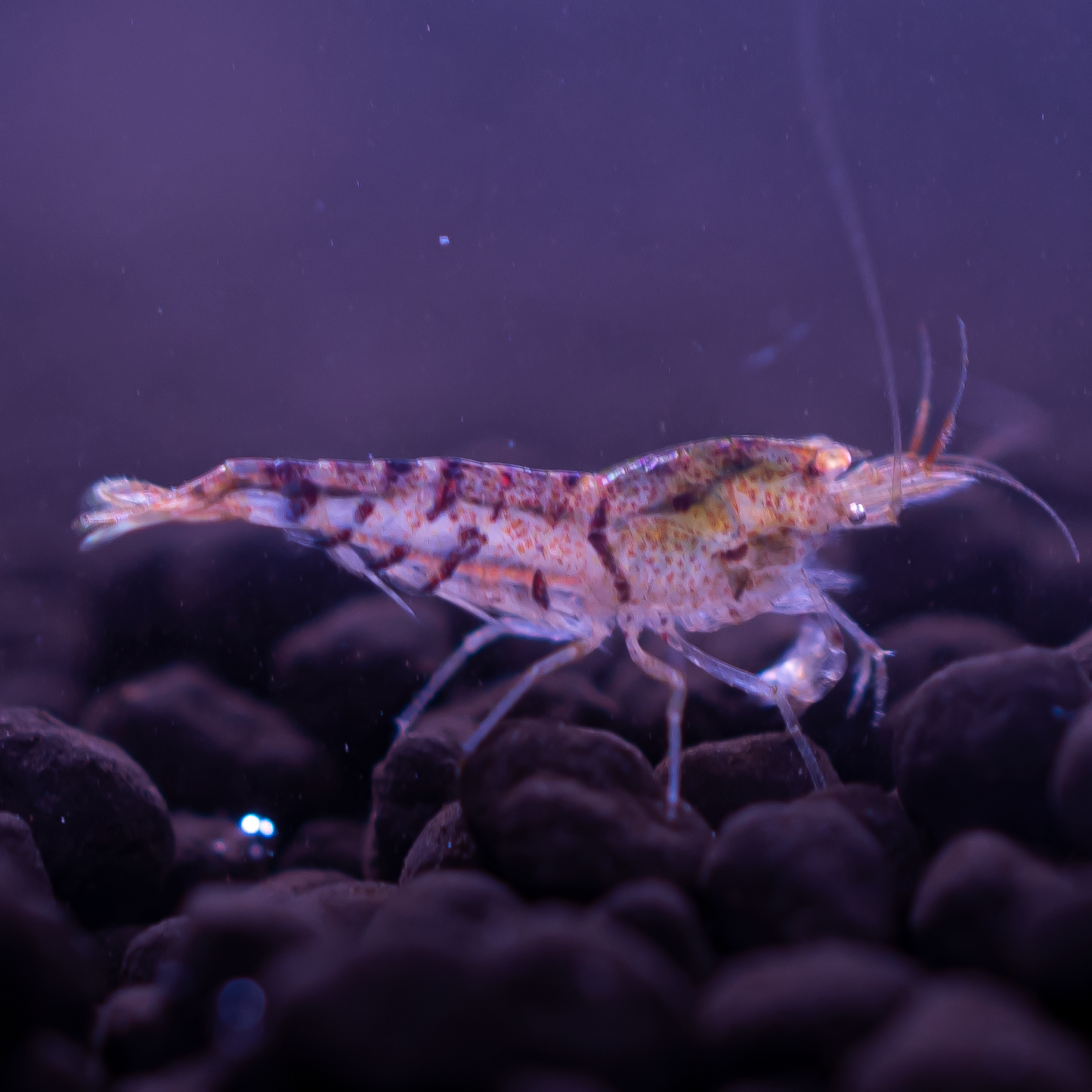 Orange Eye Blue Tiger (OEBT) A Grade Caridina Shrimp