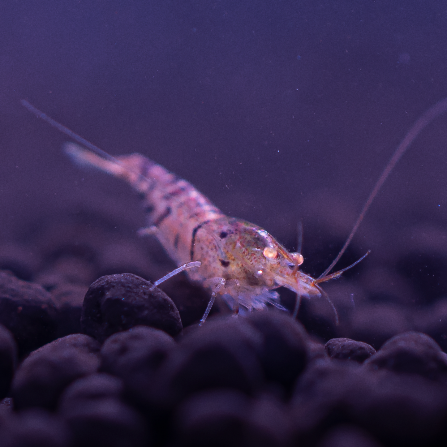 Orange Eye Blue Tiger (OEBT) A Grade Caridina Shrimp