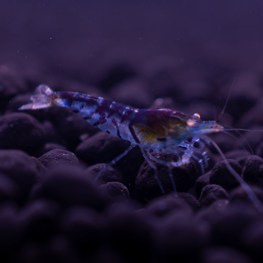 Orange Eye Blue Tiger (OEBT) S Grade Caridina Shrimp