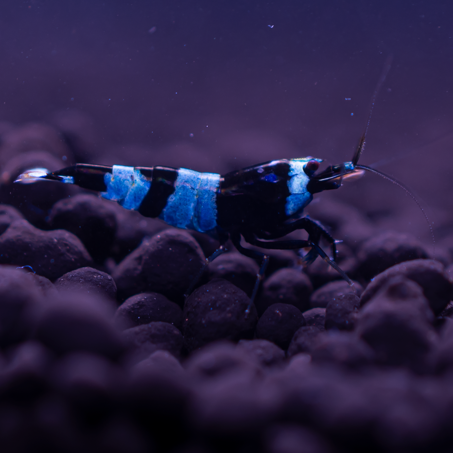 Blue Shadow Panda Caridina Shrimp