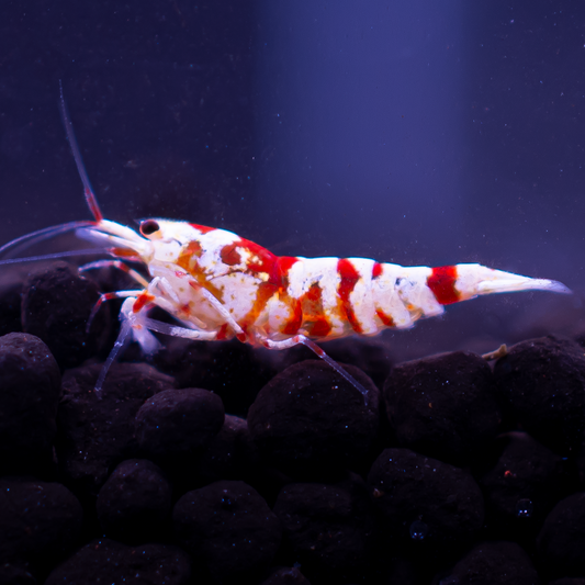 Red Fancy Tiger Caridina Shrimp
