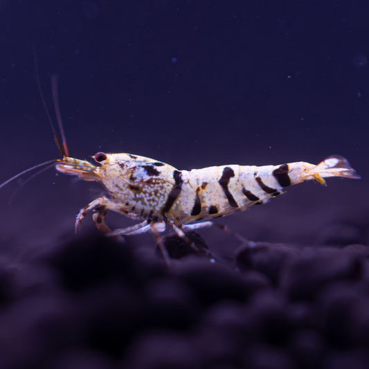 Black Fancy Tiger Caridina Shrimp