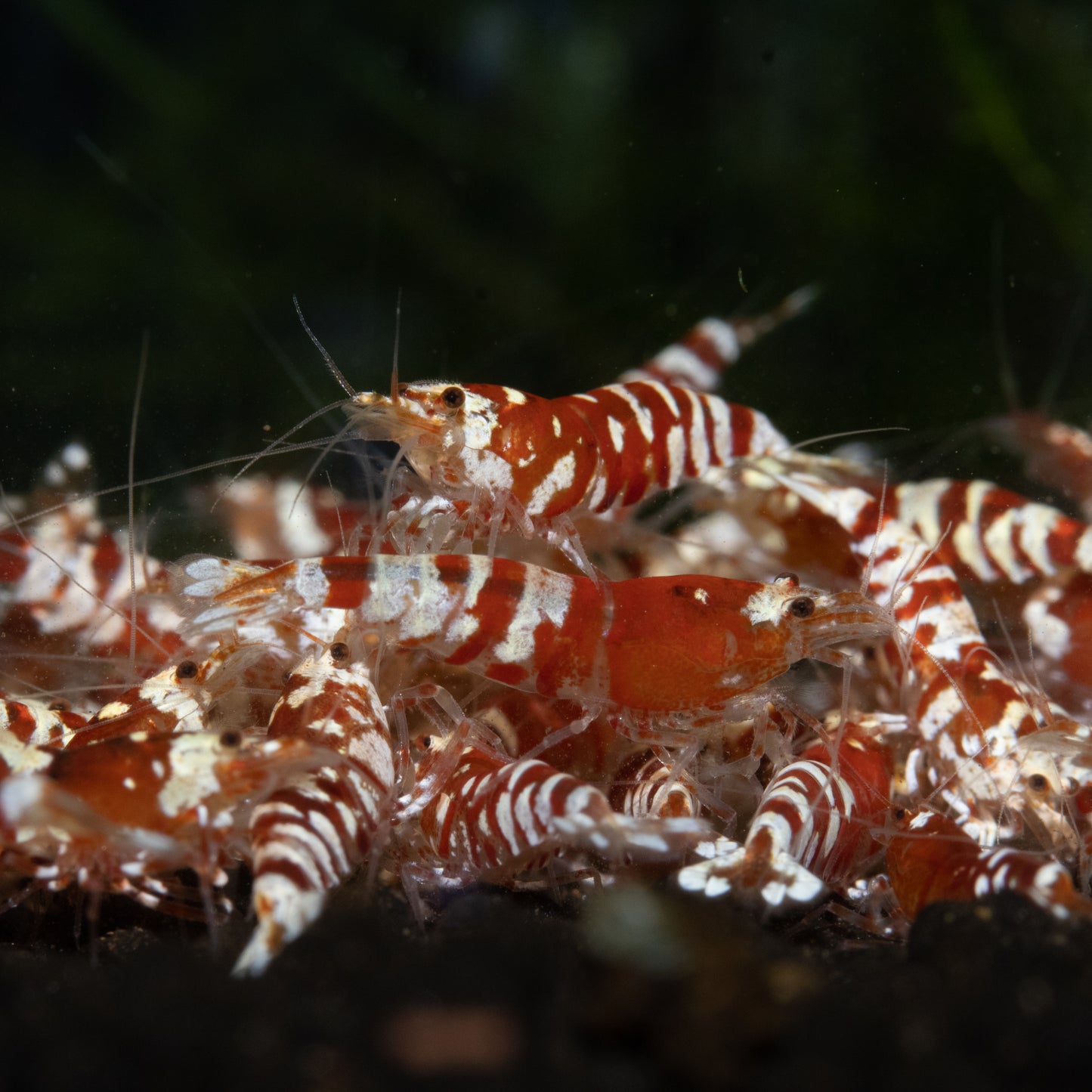 Red Fancy Tiger Caridina Shrimp