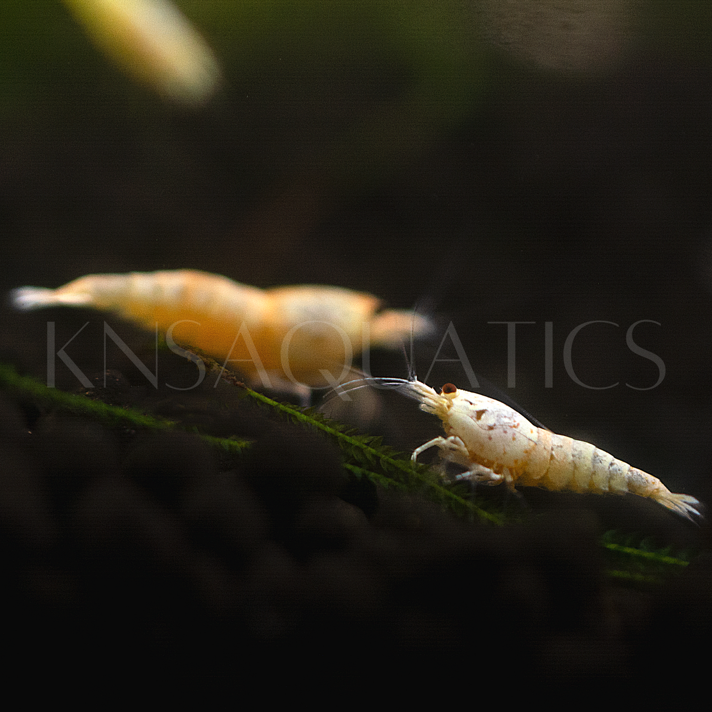 Golden Bee Caridina Shrimp