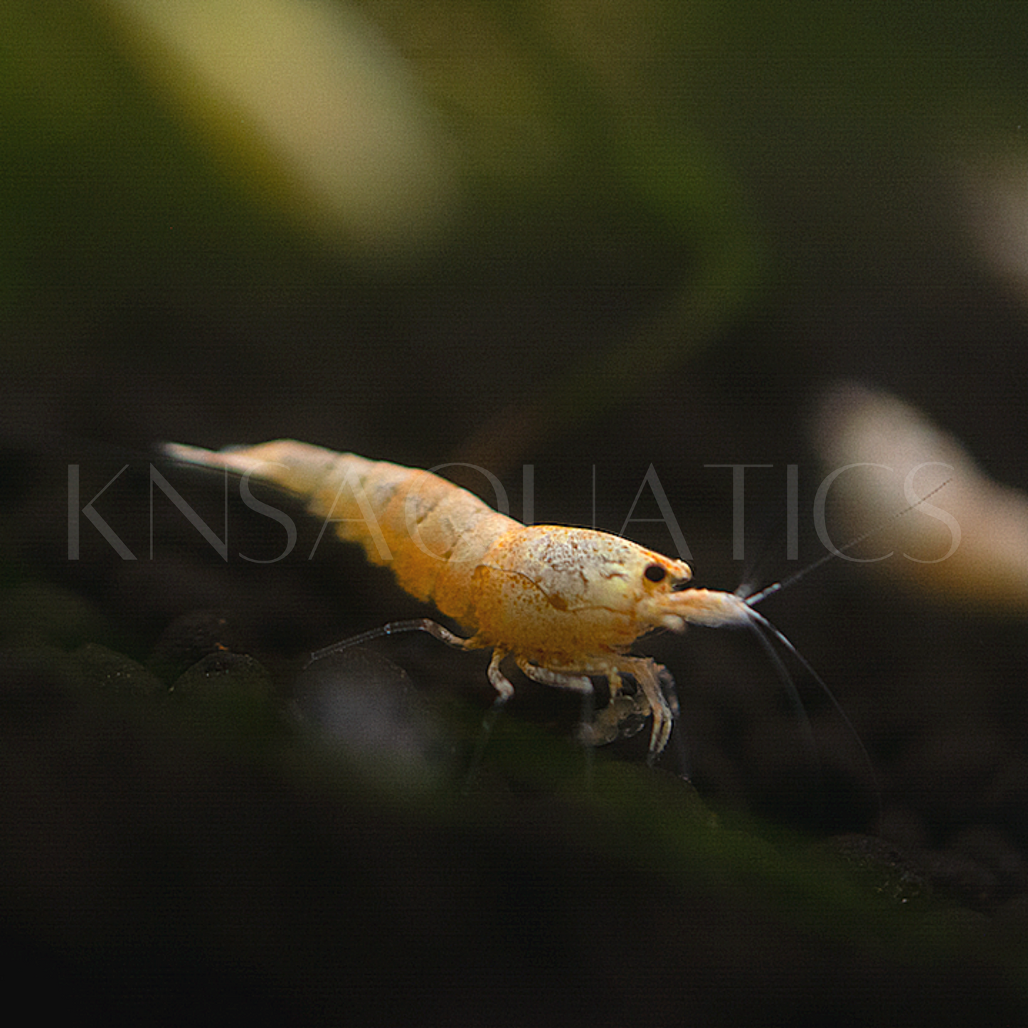 Golden Bee Caridina Shrimp