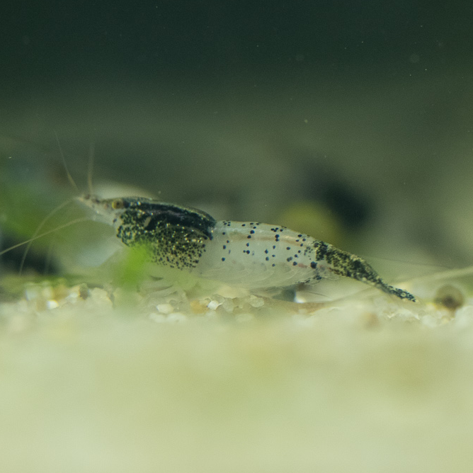 Black Rili Neocaridina Shrimp