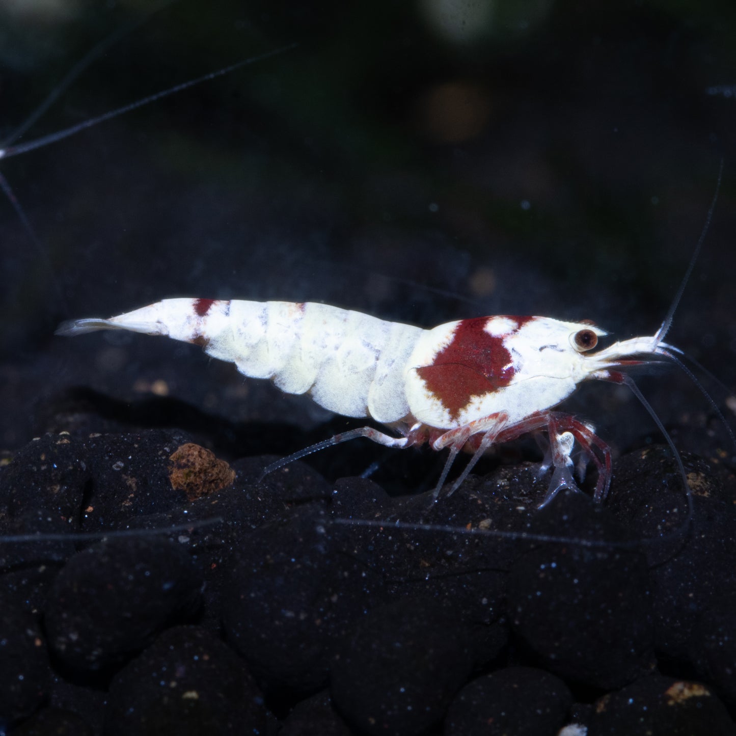 Crystal Red (CRS) Caridina Shrimp