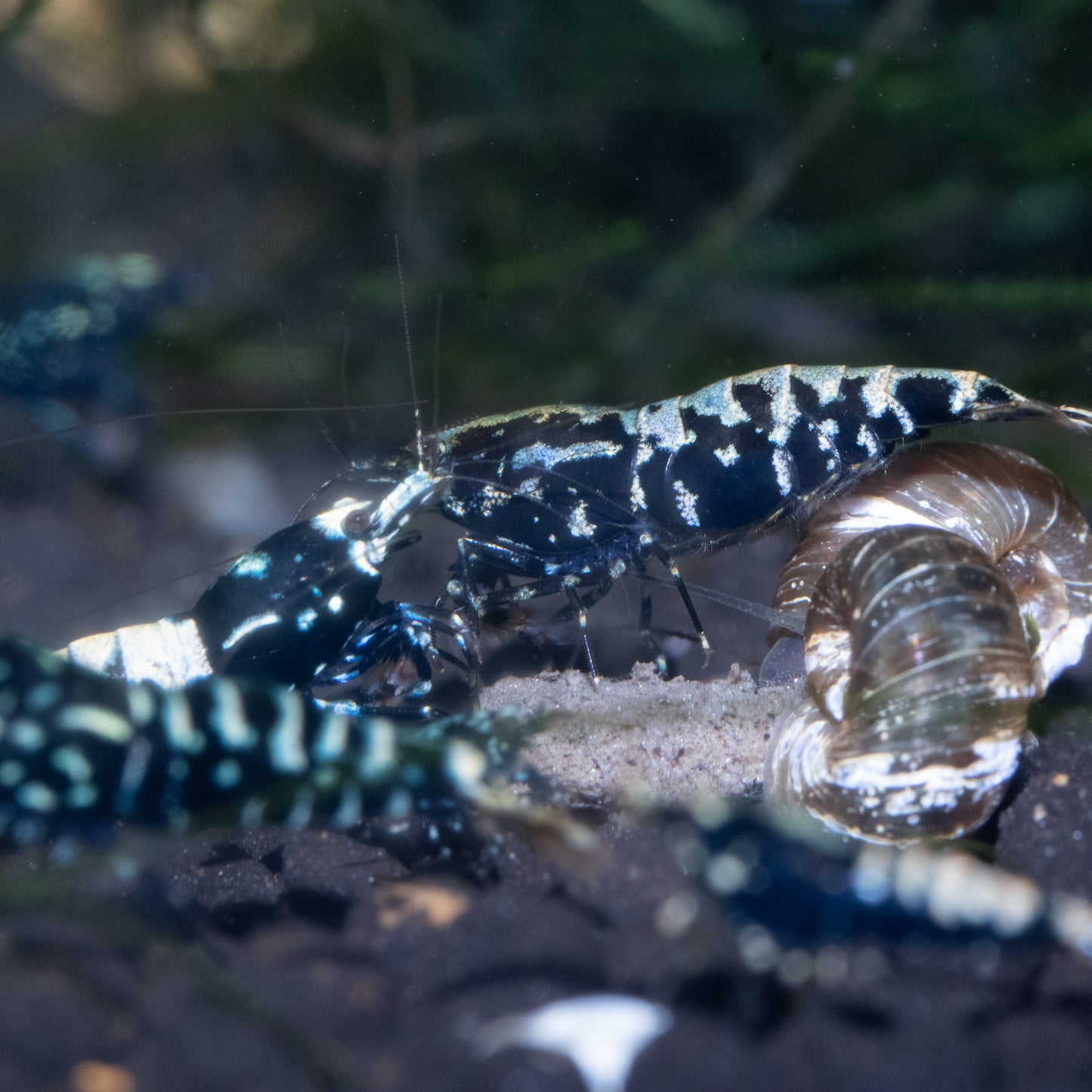 BOA Gene Caridina Shrimp