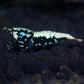 BOA Gene Caridina Shrimp