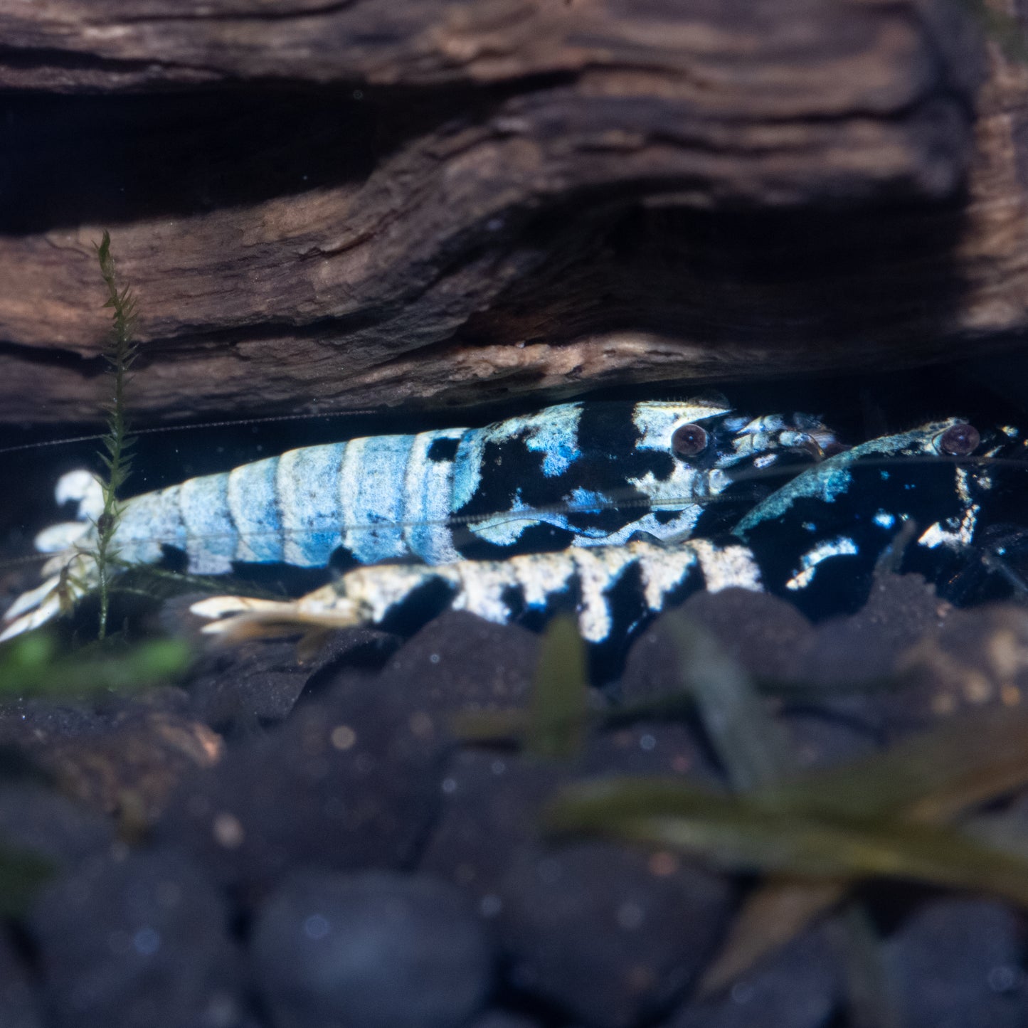 BOA Gene Caridina Shrimp