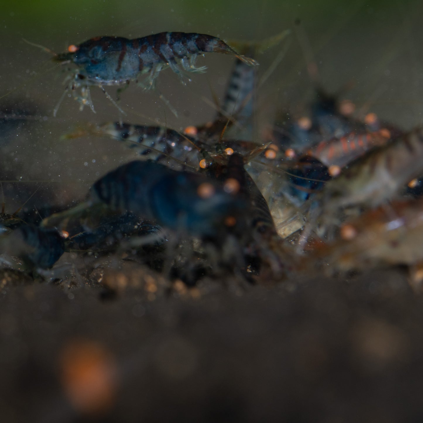 Orange Eye Blue Tiger (OEBT) S Grade Caridina Shrimp