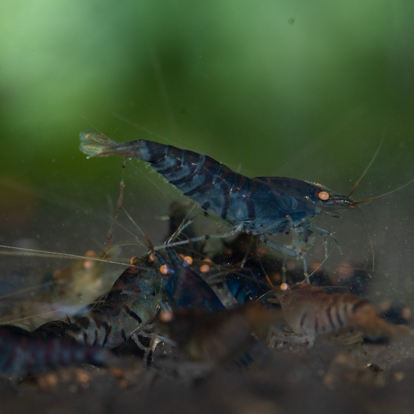 Orange Eye Blue Tiger (OEBT) S Grade Caridina Shrimp