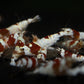 Crystal Red (CRS) Caridina Shrimp