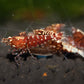 Red Galaxy Pinto Caridina Shrimp